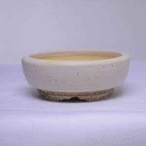 Shohin25
